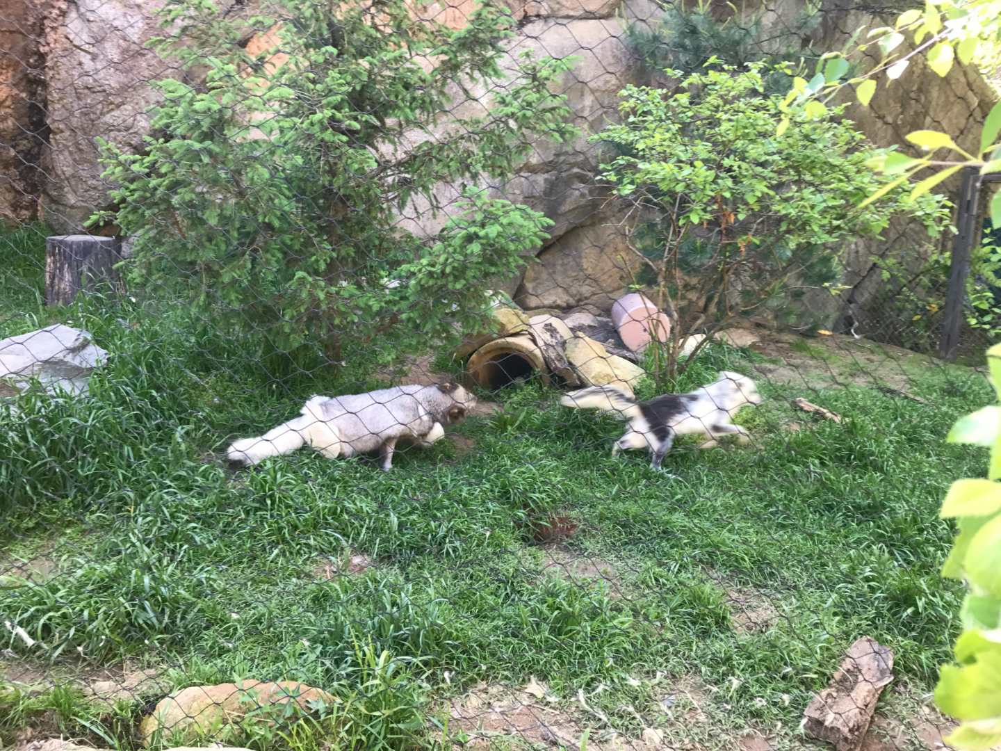 Rocky Coast - Arctic Fox