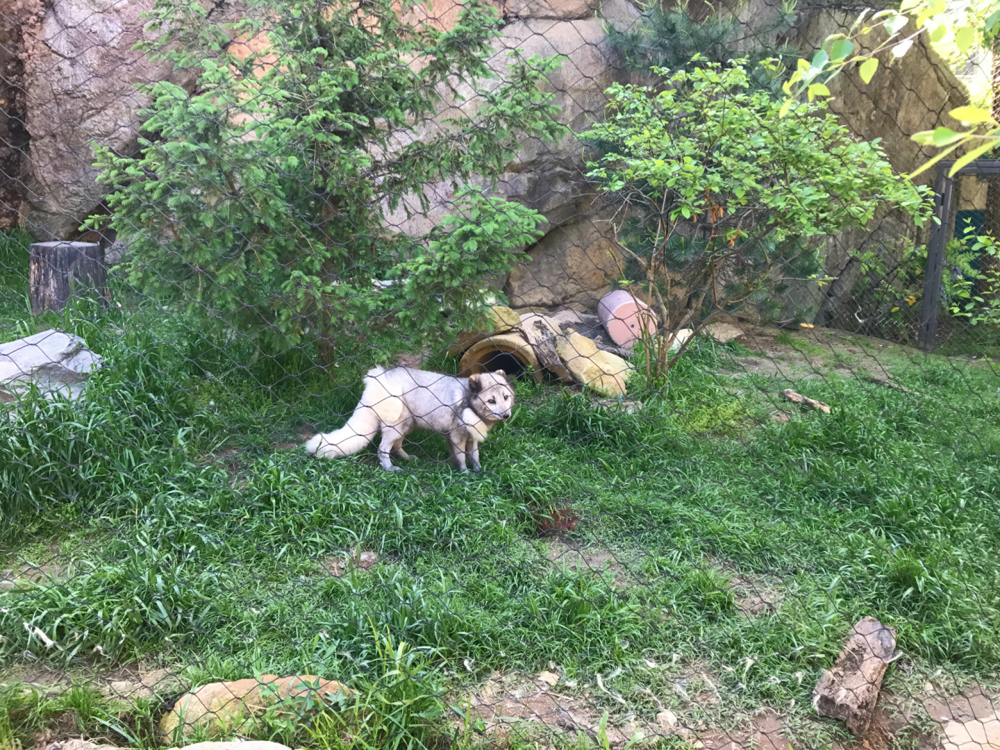 Rocky Coast - Arctic Fox