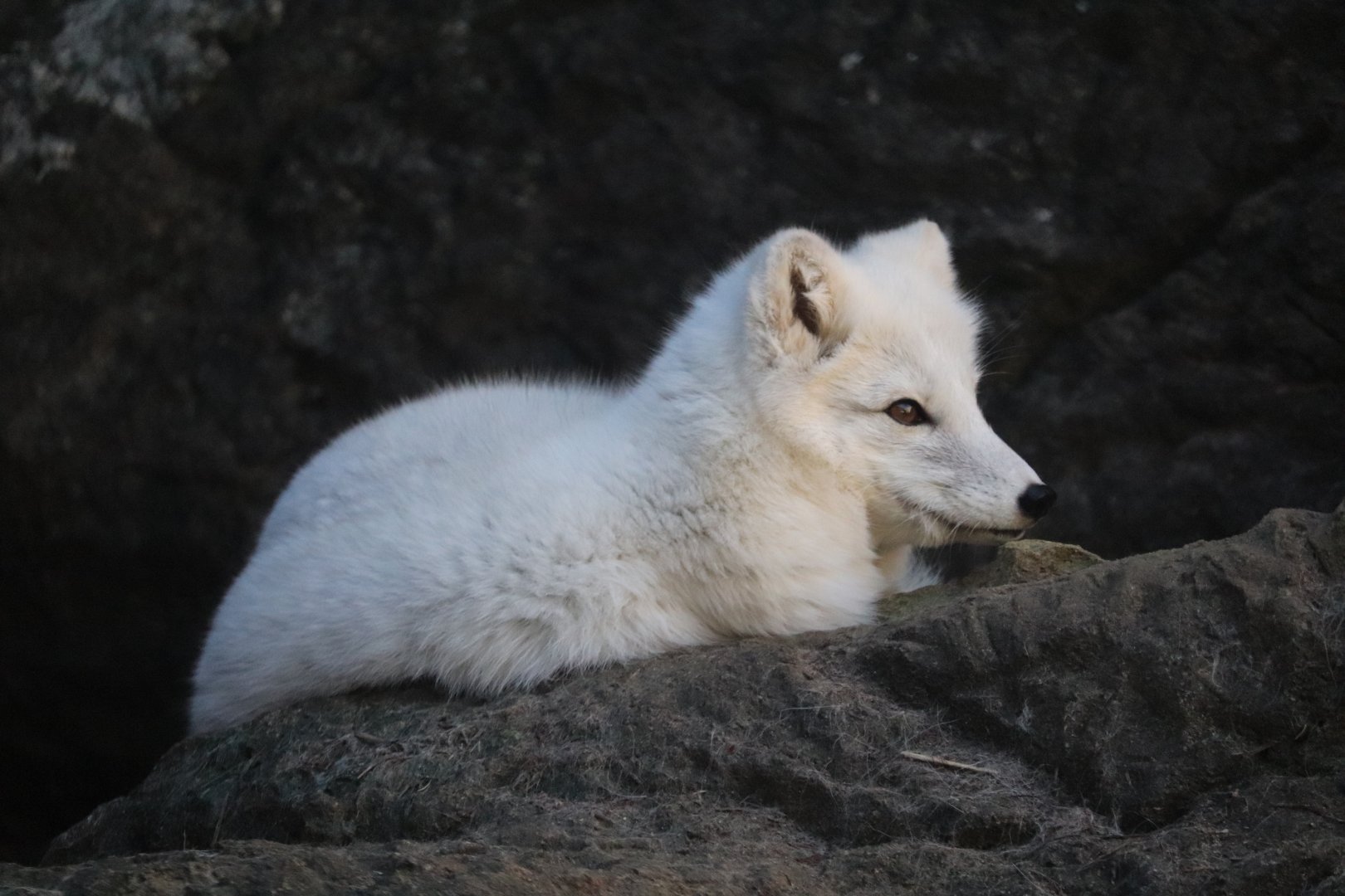 Rocky Coast - Arctic Fox