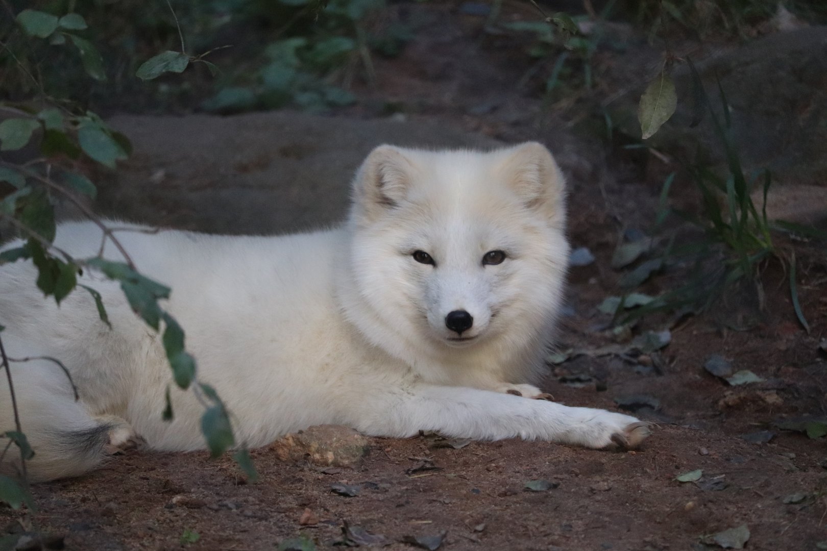 Rocky Coast - Arctic Fox