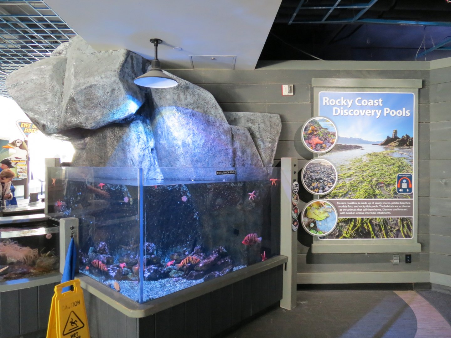 Rocky Coast Discovery Pools