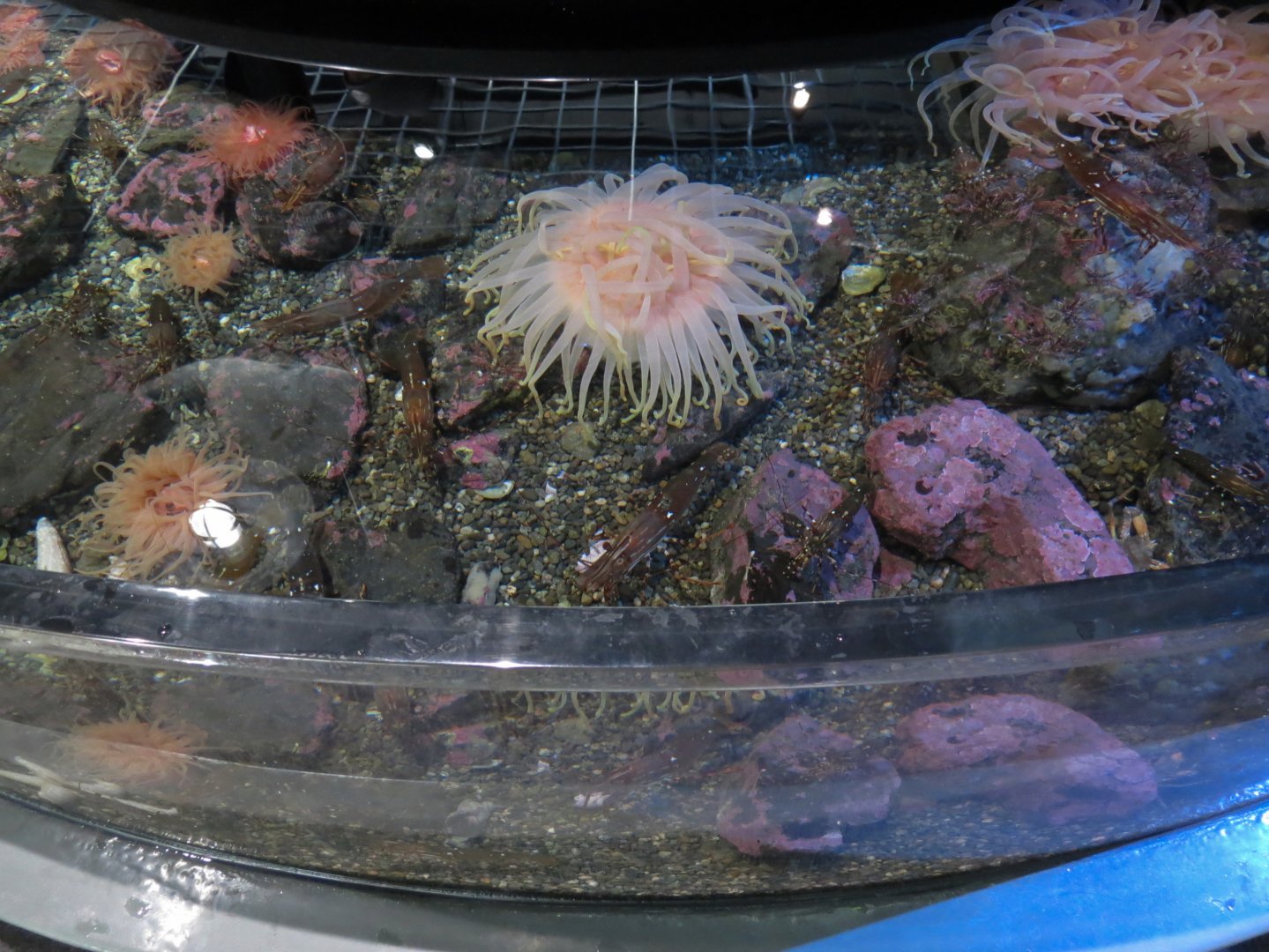 Rocky Coast Discovery Pools