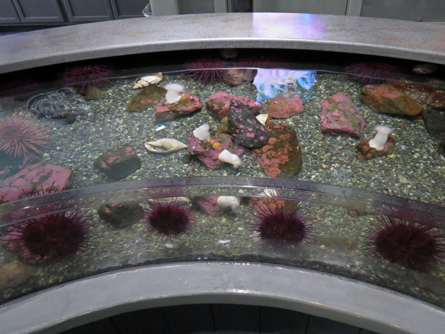 Rocky Coast Discovery Pools