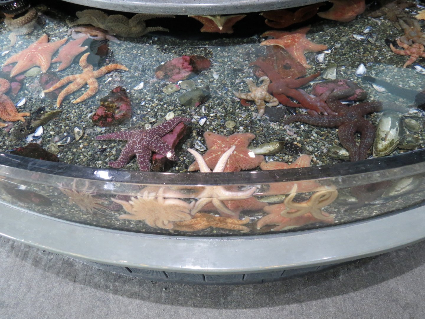 Rocky Coast Discovery Pools