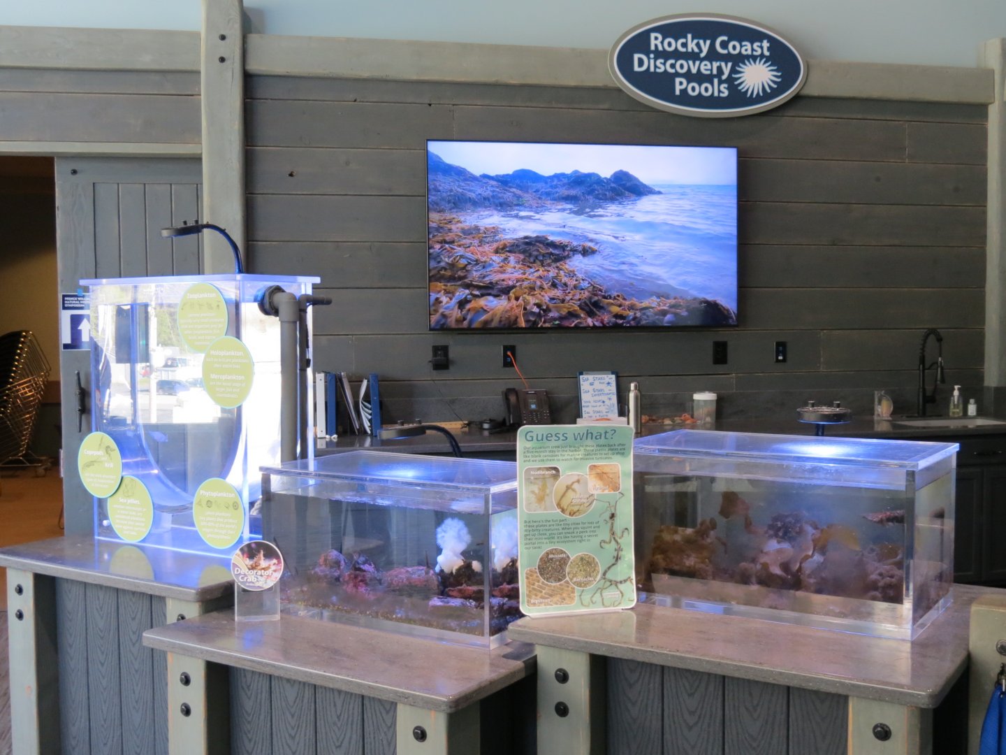 Rocky Coast Discovery Pools