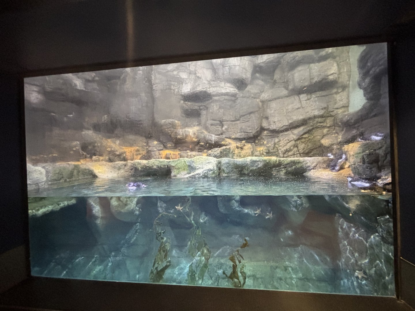 Rocky Coast Exhibit - Wings of The World