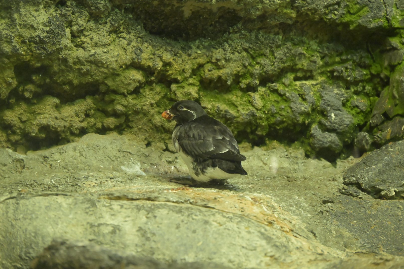 Rocky Coast -  Parakeet Auklet (Aethia psittacula)