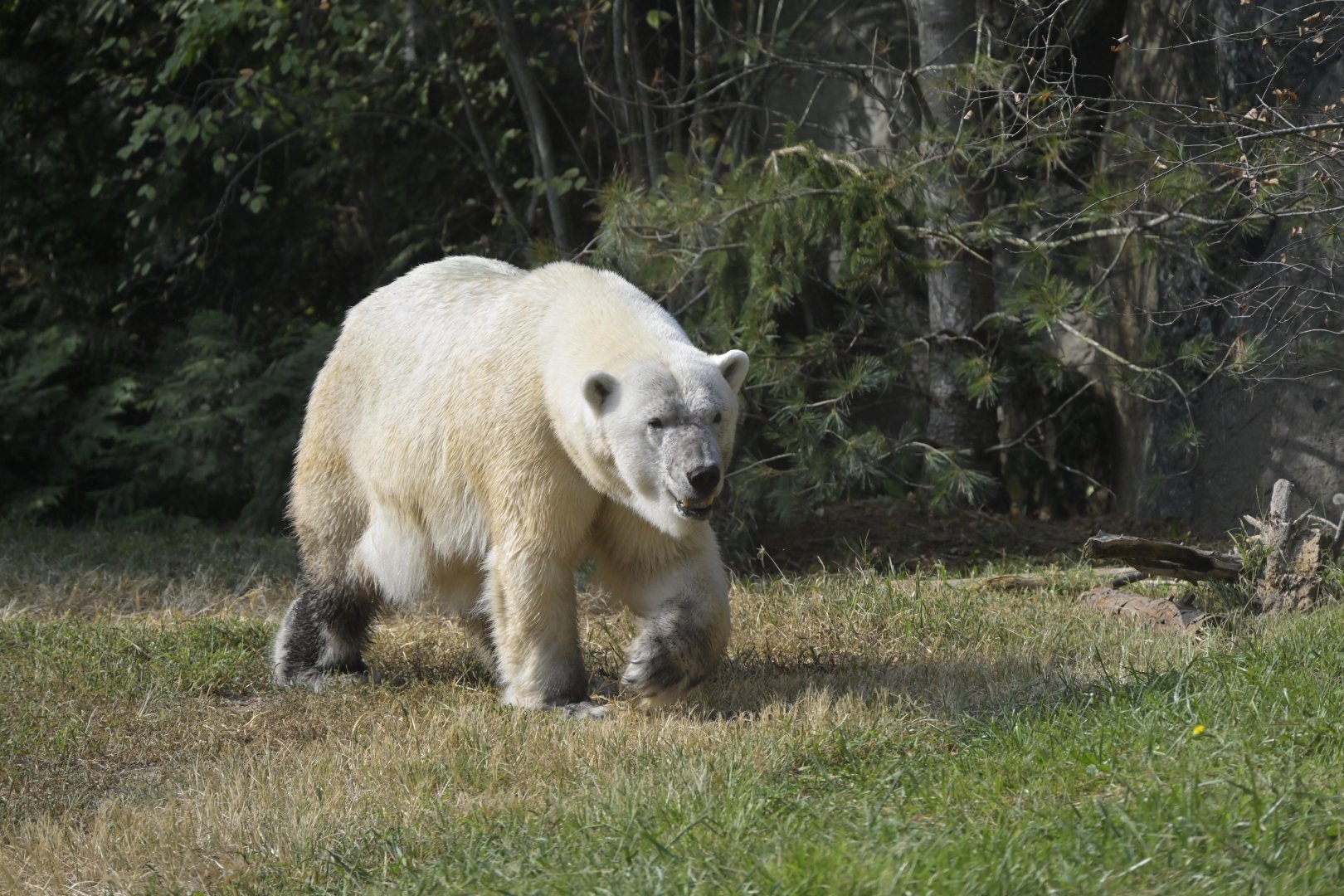 Rocky Coast - Polar Bear (Ursus maritimus)