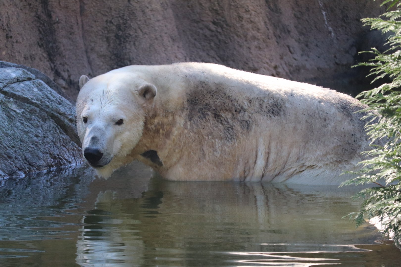 Rocky Coast - Polar Bear