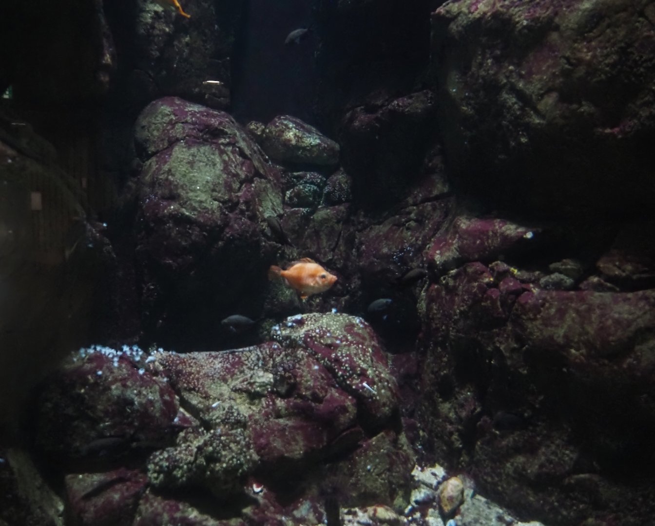 Rocky coast tank, 2024-06-30