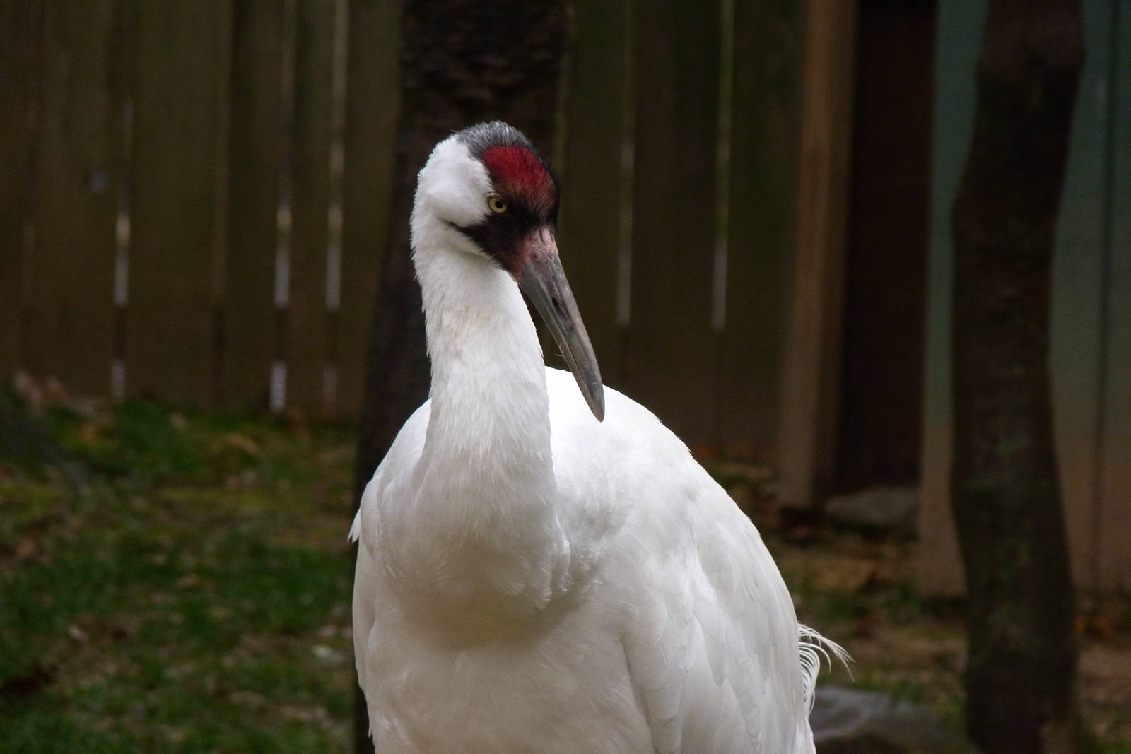 Rocky, male Whooping Crane