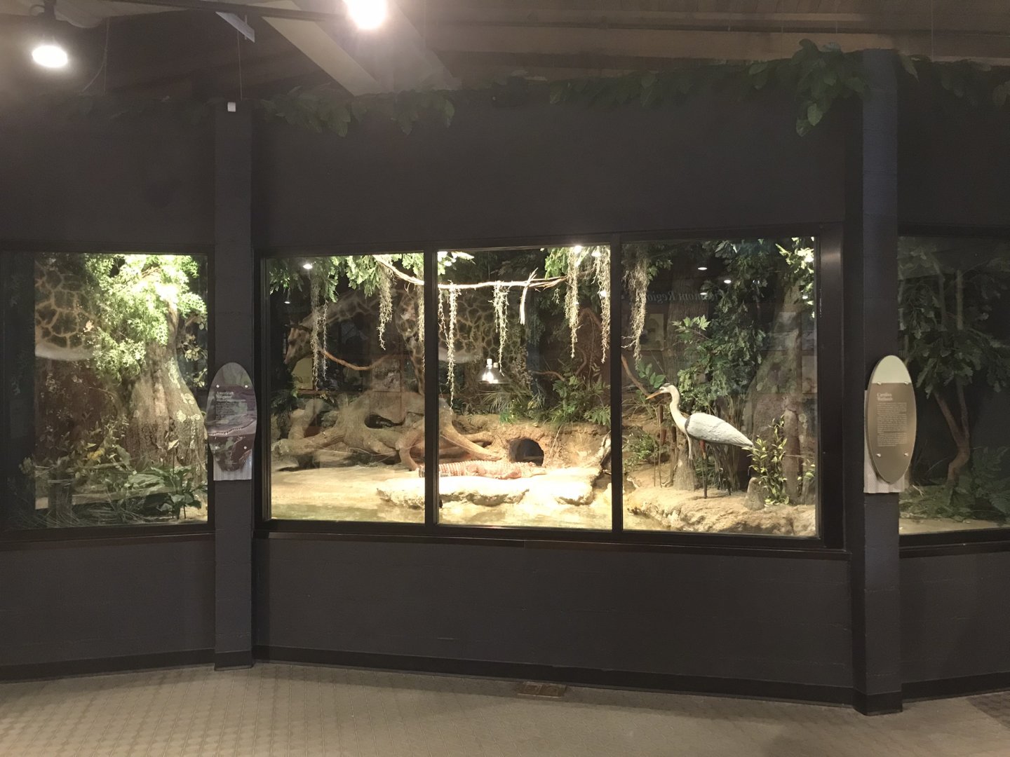 Rocky Mount Children's Museum: Alligator Habitat