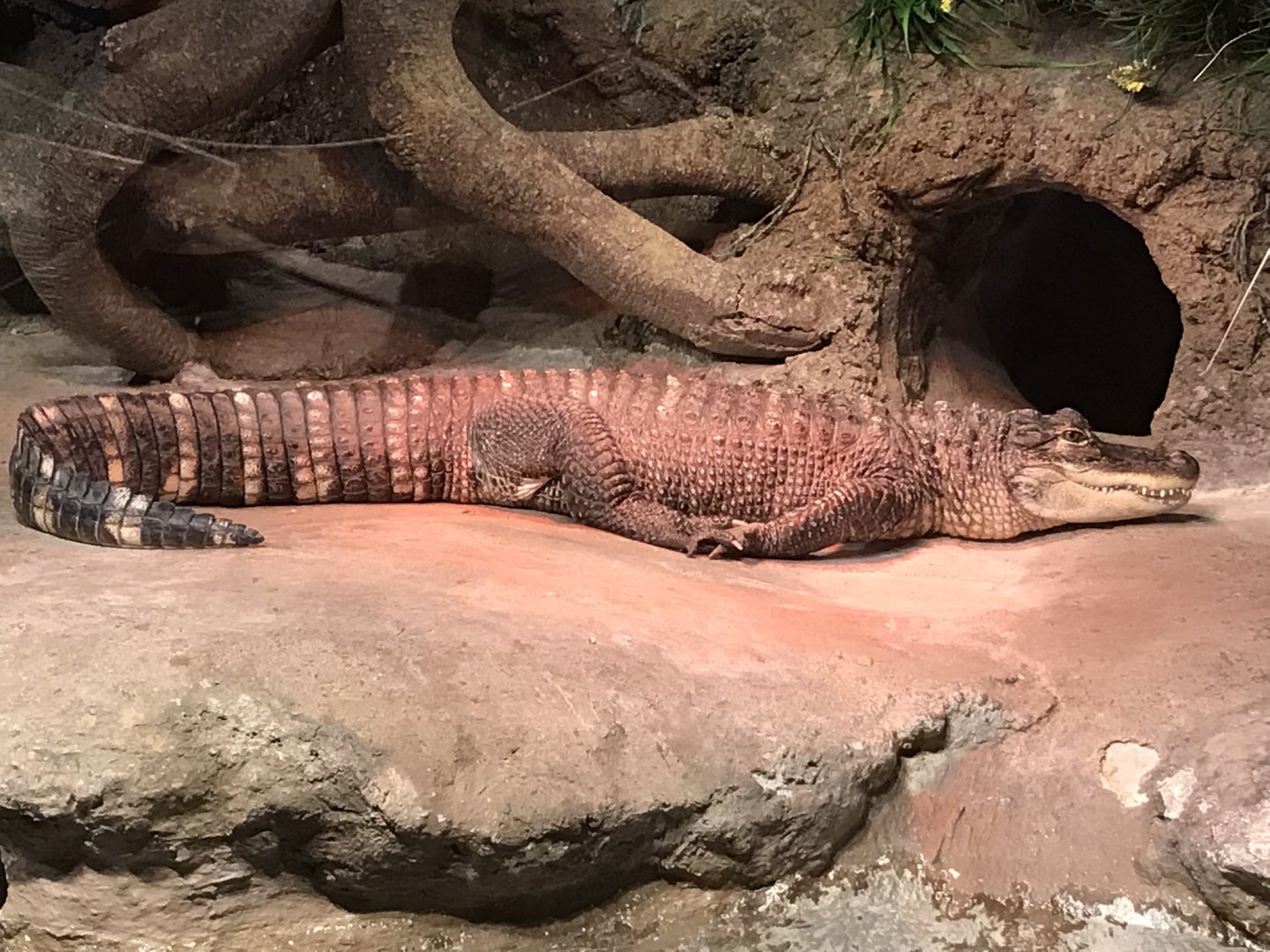 Rocky Mount Children's Museum: American Alligator