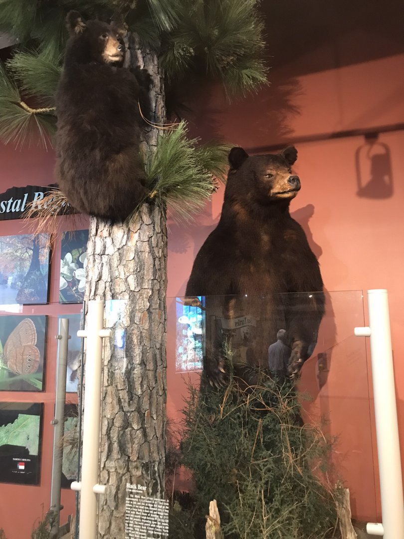 Rocky Mount Children's Museum: Black Bear Taxidermy