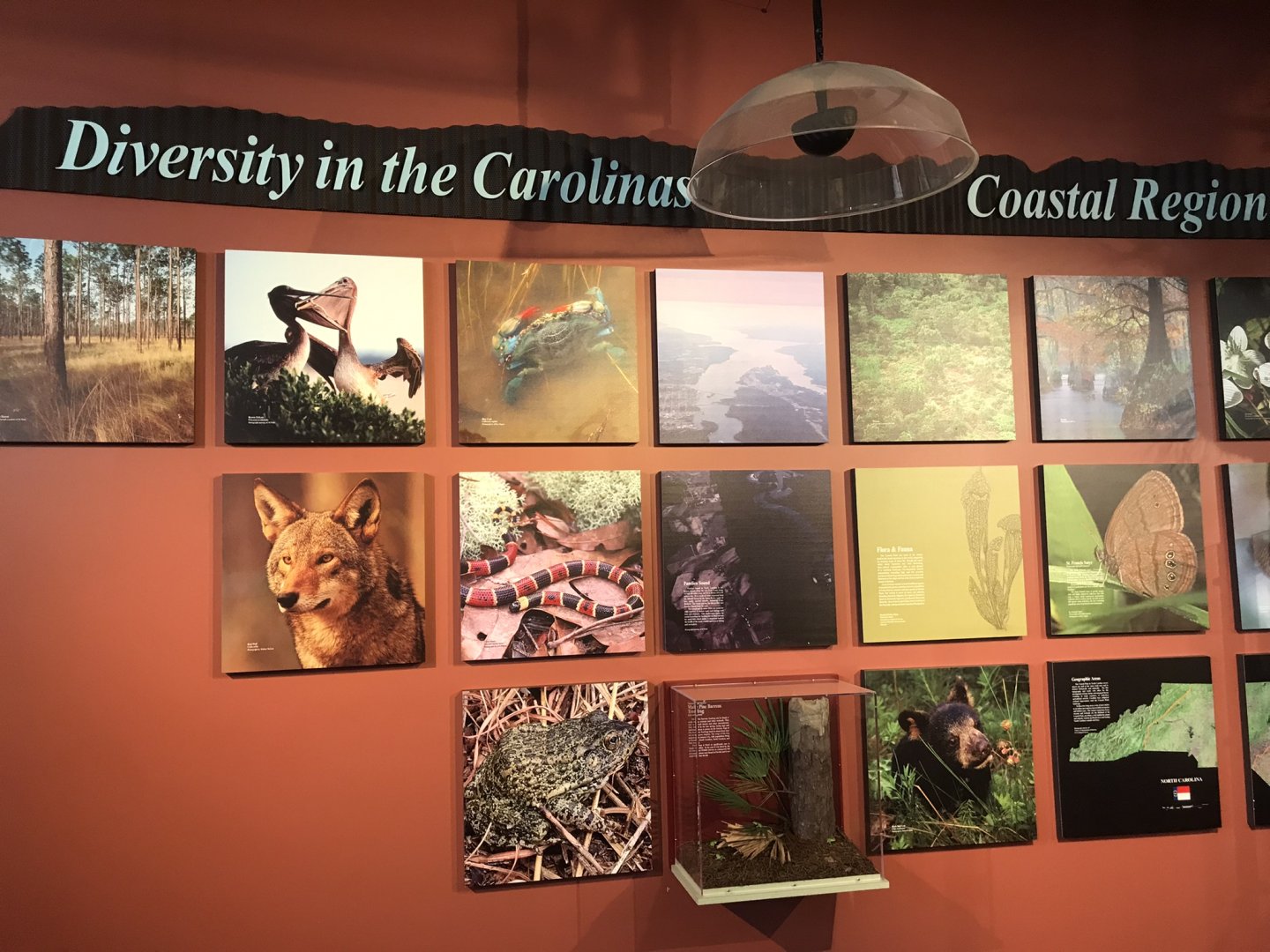 Rocky Mount Children's Museum: Carolina Coast Biodiversity