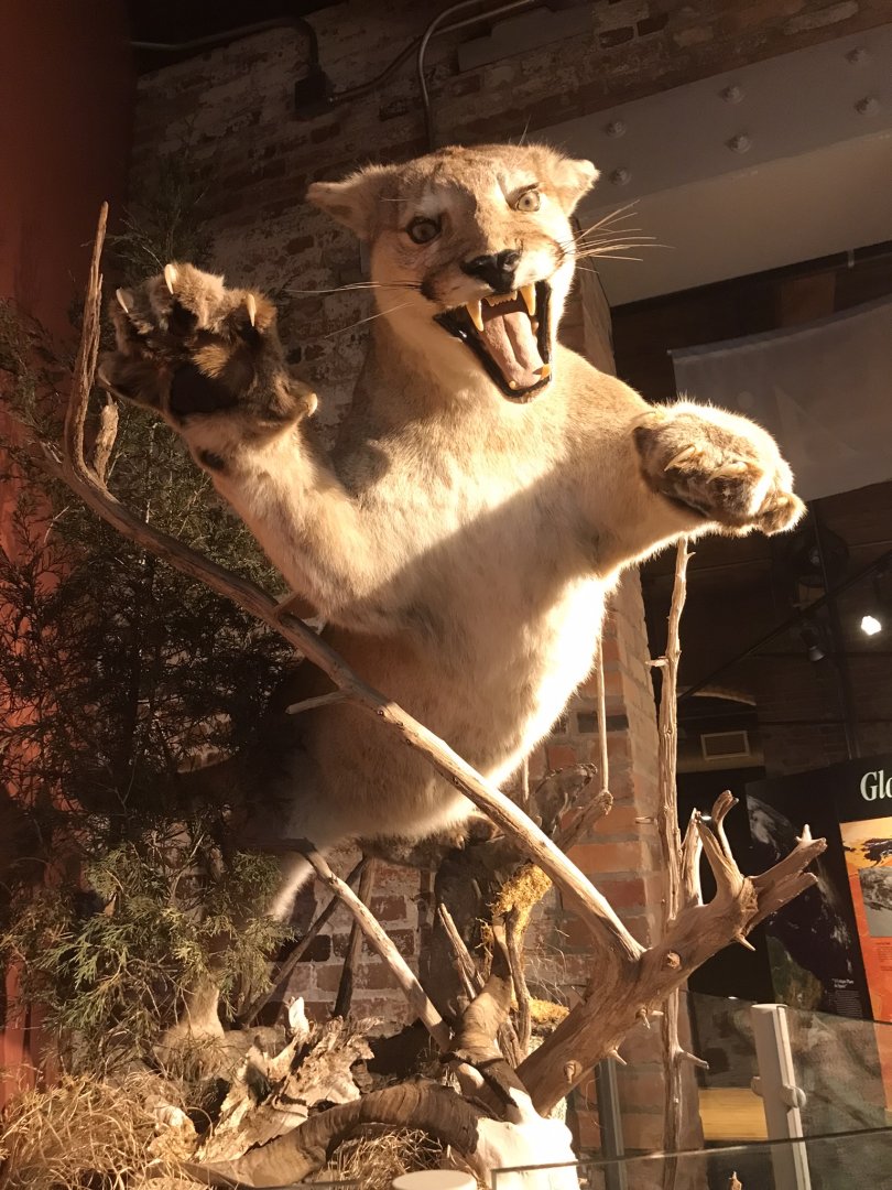 Rocky Mount Children's Museum: Cougar Taxidermy