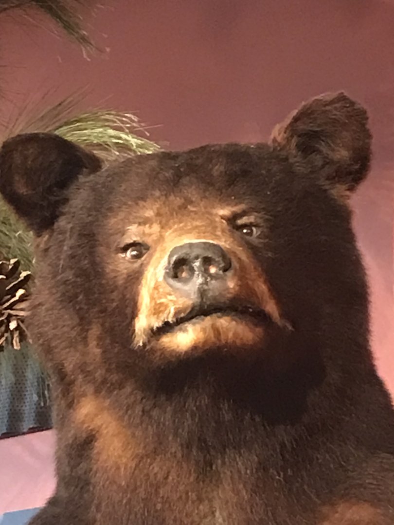 Rocky Mount Children's Museum: Derpy Black Bear