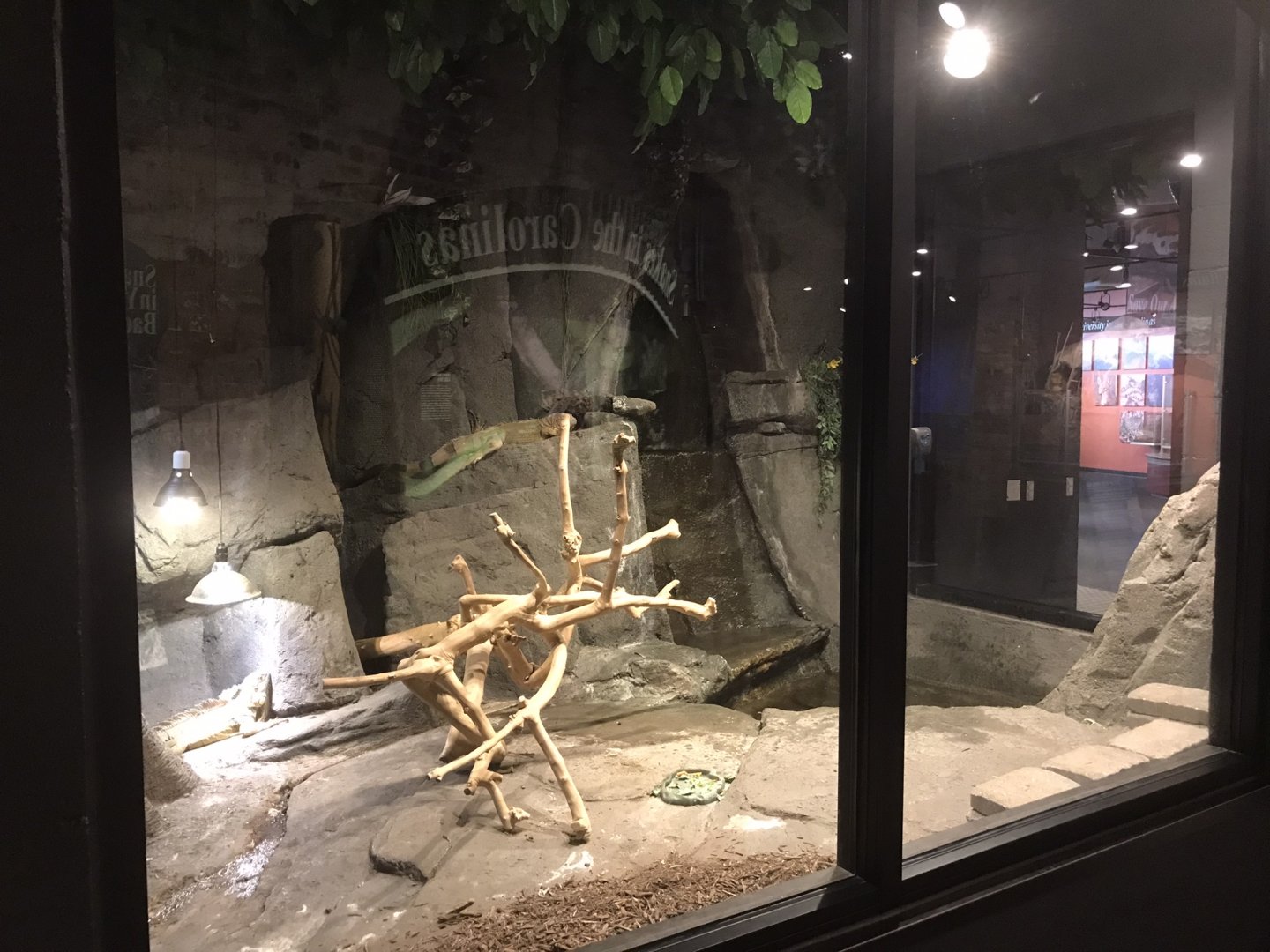 Rocky Mount Children's Museum: Green Iguana Habitat