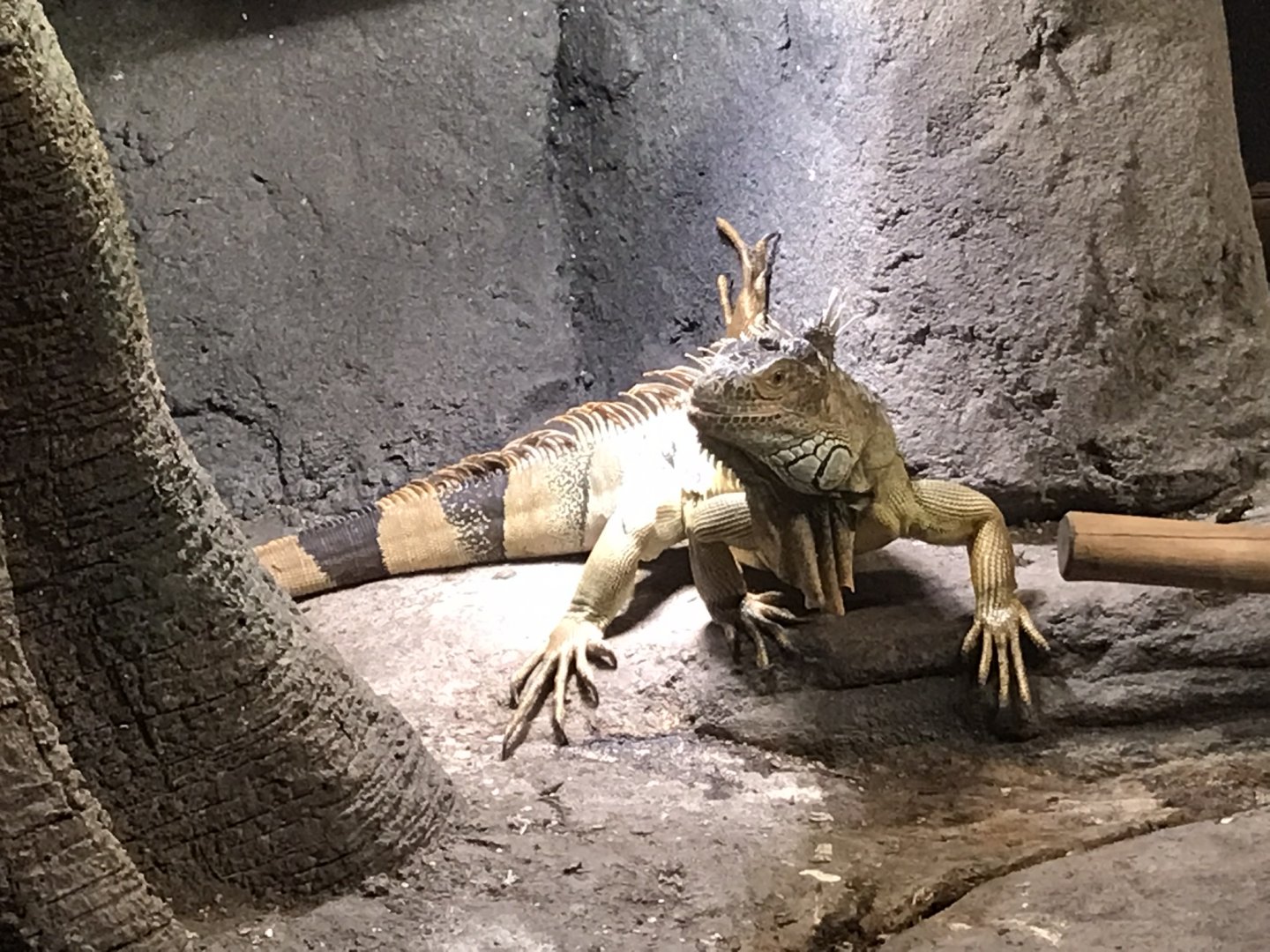 Rocky Mount Children's Museum: Green Iguana