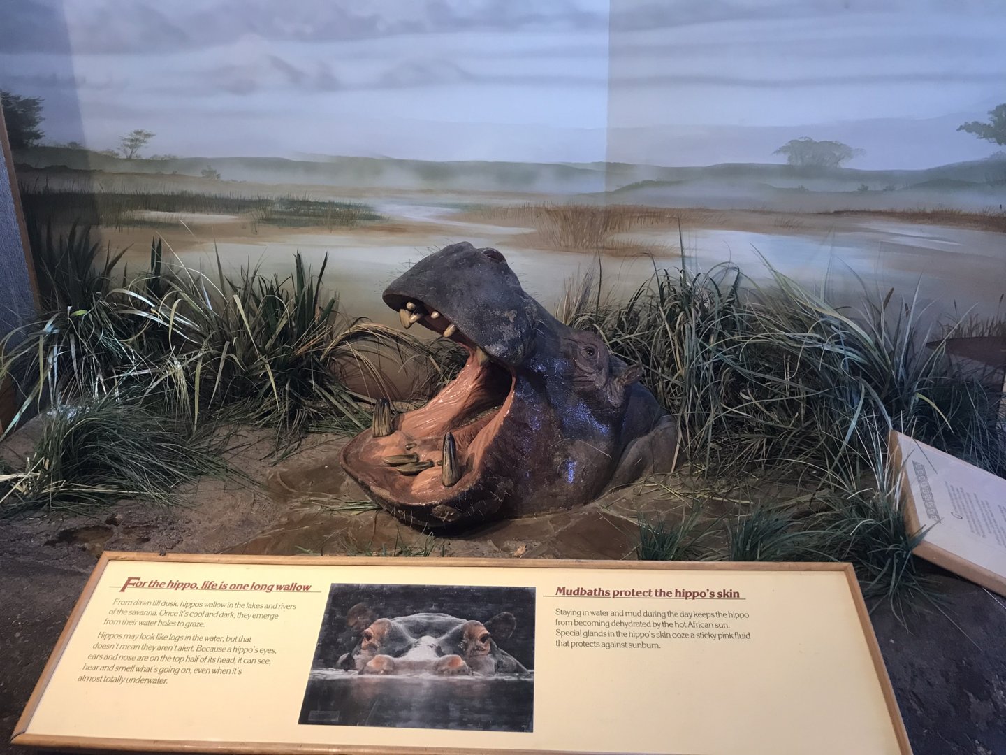 Rocky Mount Children's Museum: Hippopotamus Model