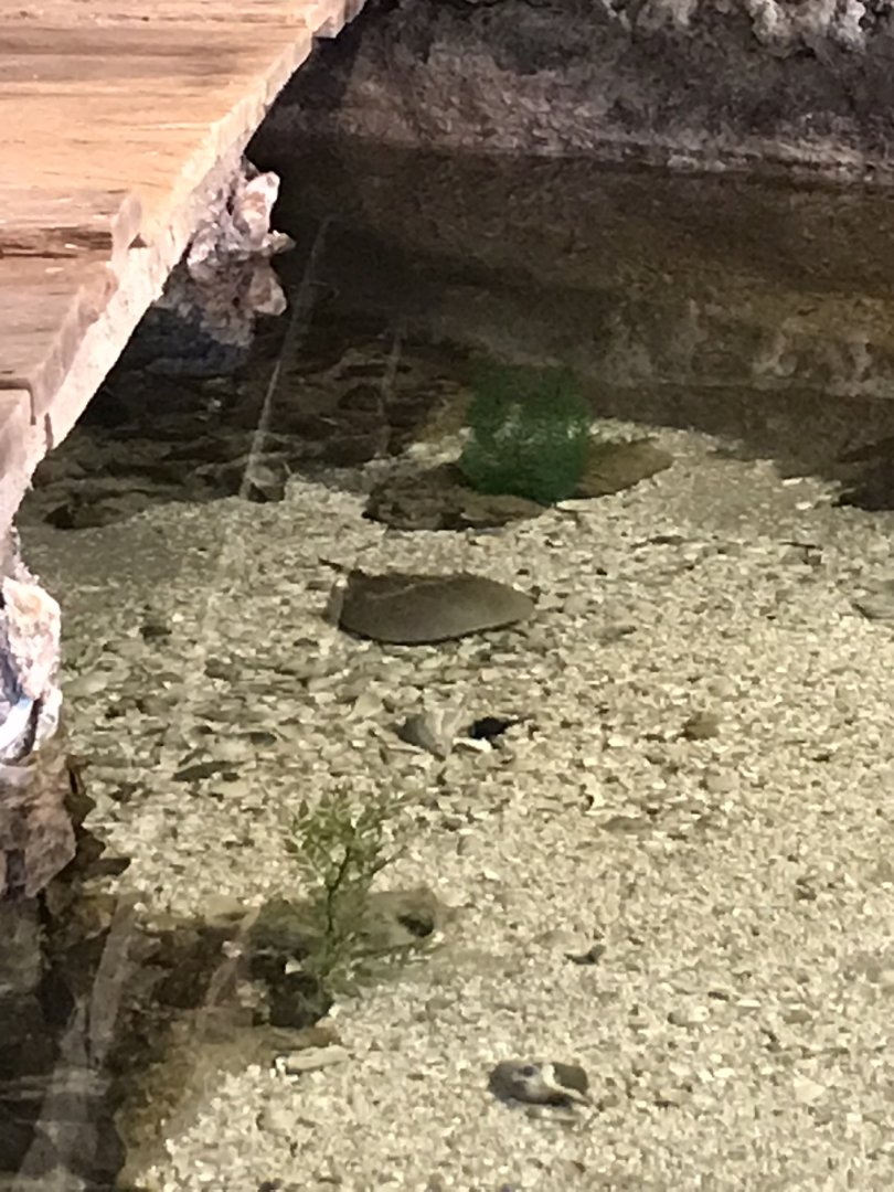 Rocky Mount Children's Museum: Horseshoe Crabs