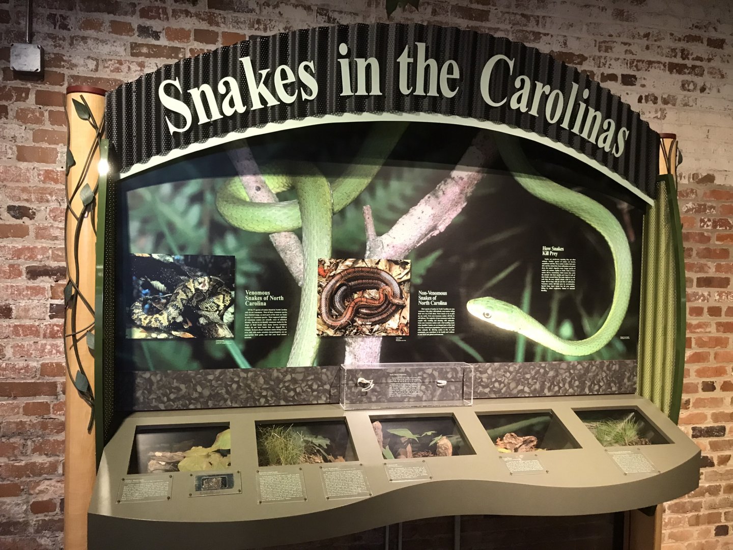 Rocky Mount Children's Museum: Model Snake Display