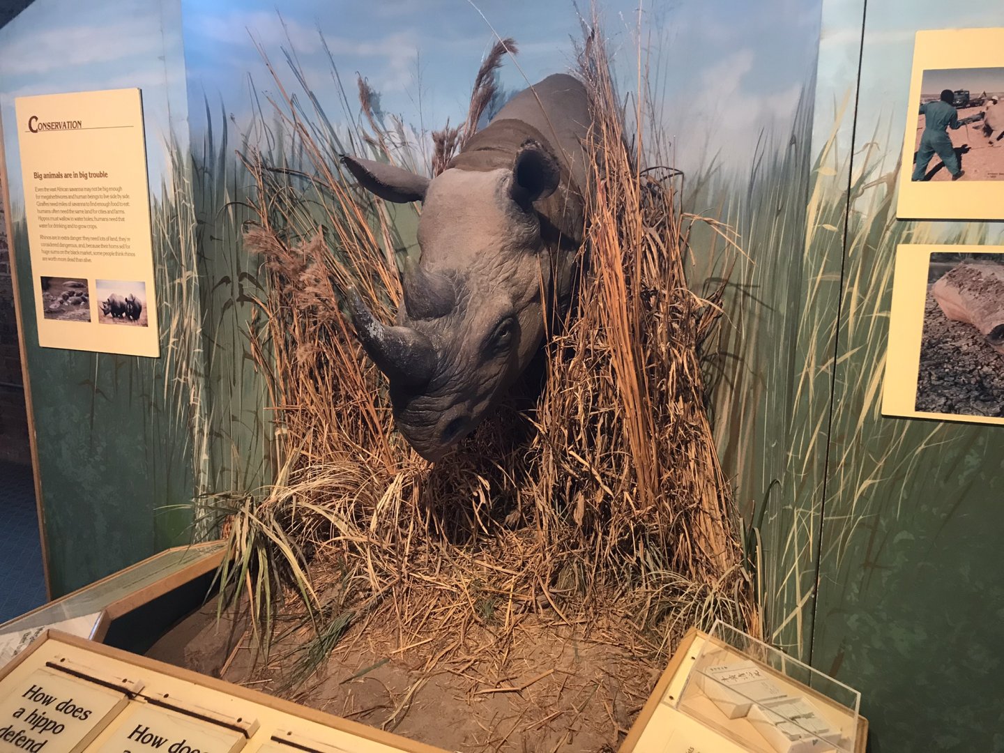 Rocky Mount Children's Museum: Rhinoceros Model