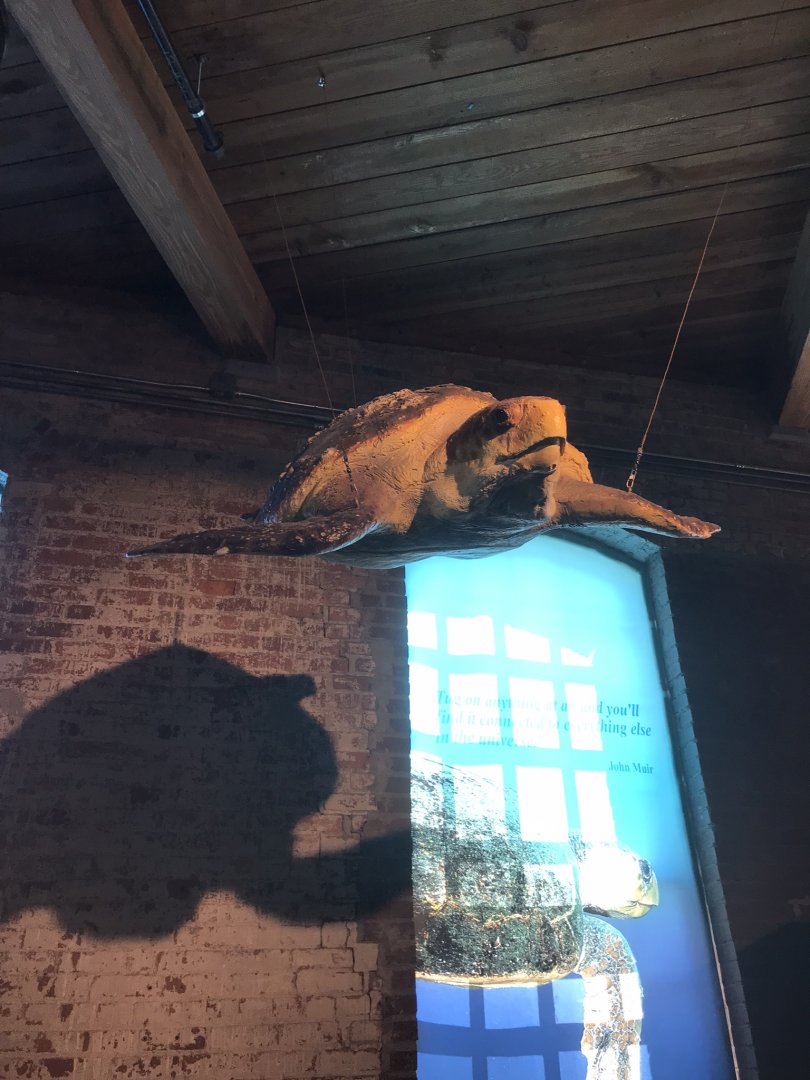 Rocky Mount Children's Museum: Sea Turtle Model