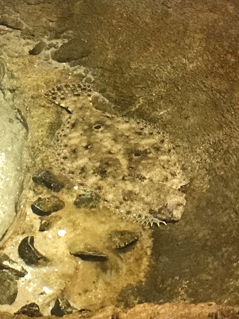 Rocky Mount Children's Museum: Southern Flounder