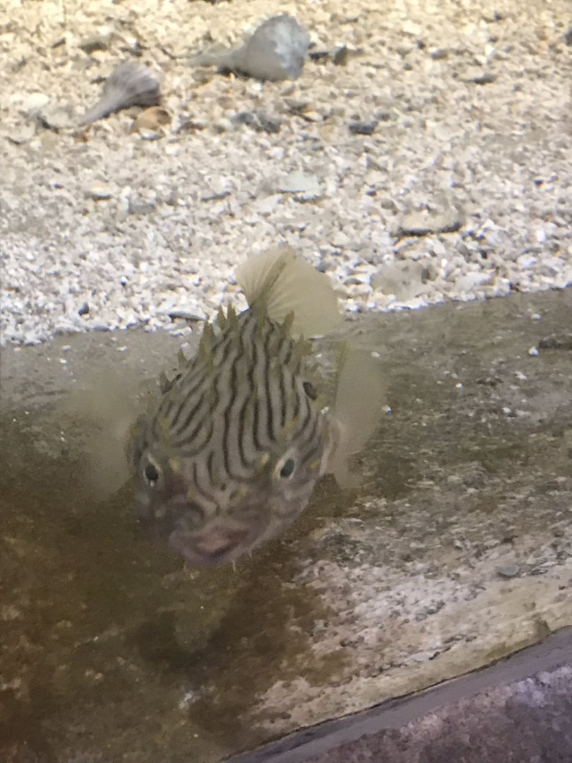 Rocky Mount Children's Museum: Striped Burrfish