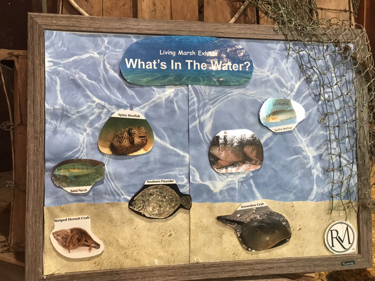 Rocky Mount Children's Museum: Tide Pool Species Sign