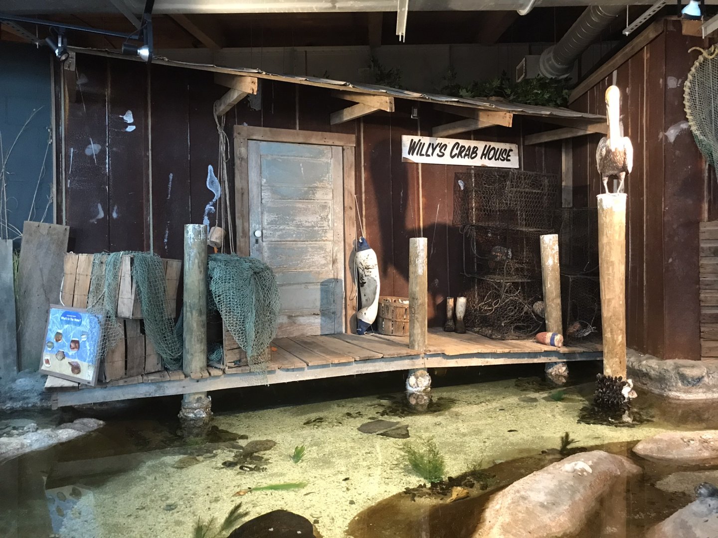 Rocky Mount Children's Museum: Tide Pool Theming