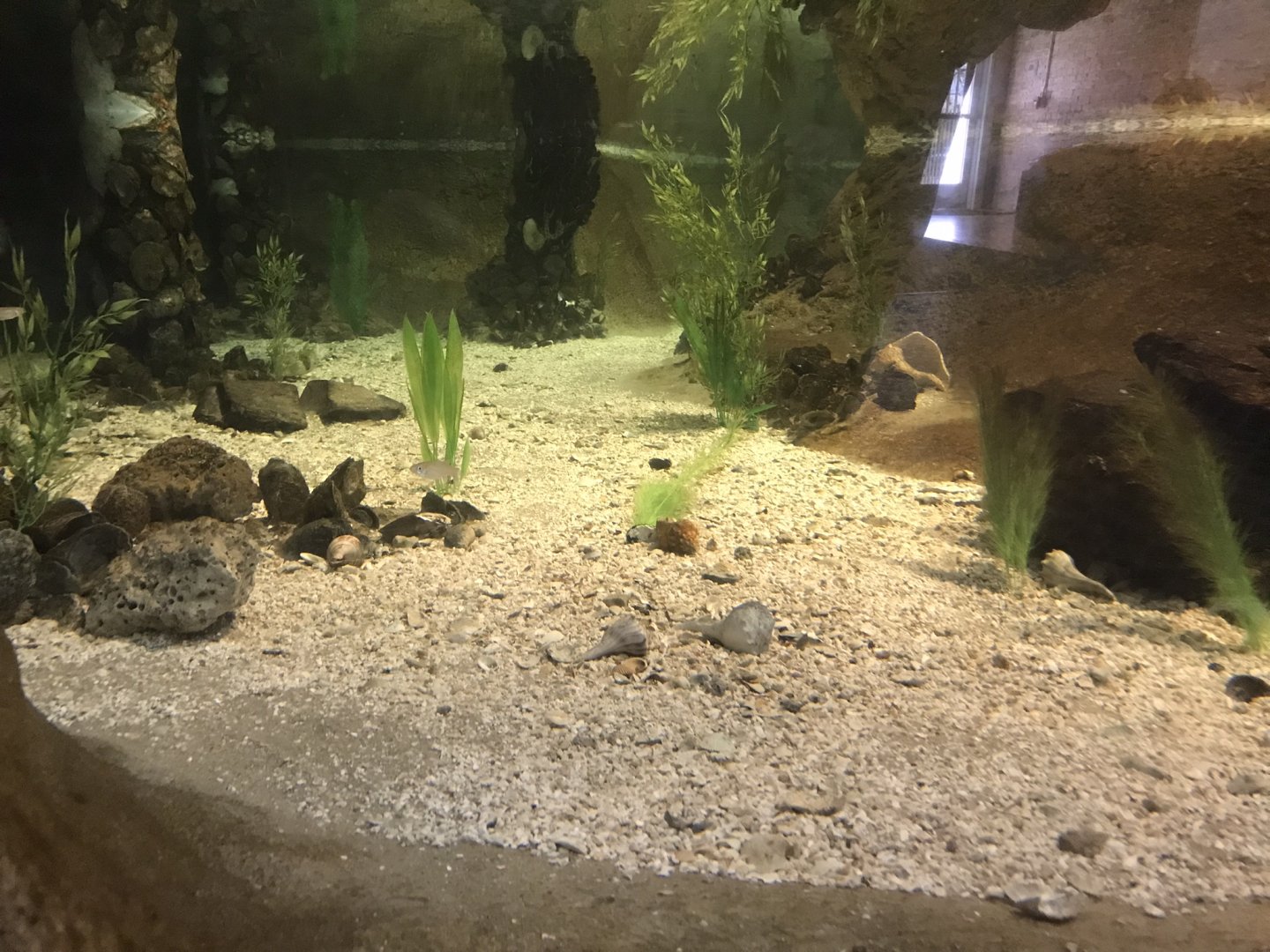 Rocky Mount Children's Museum: Tide Pool