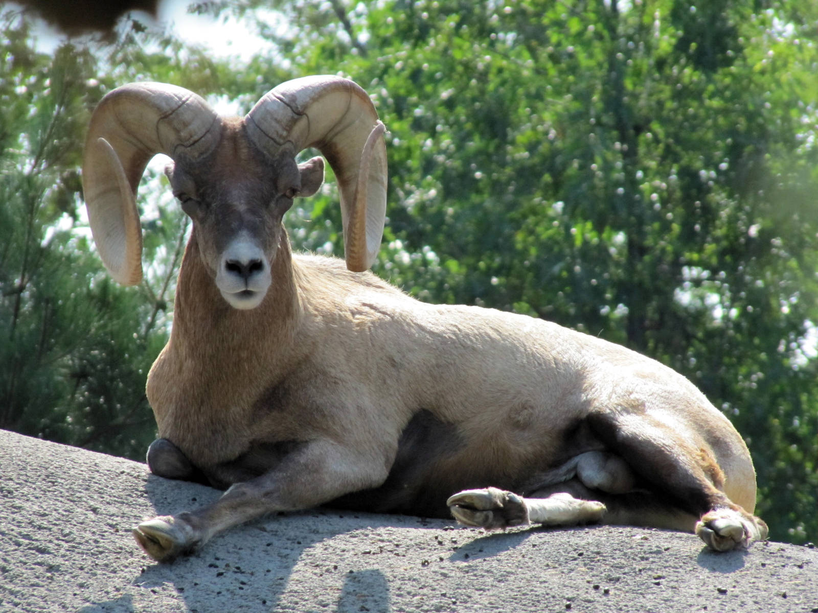 Rocky Mountain Big Horned Sheep