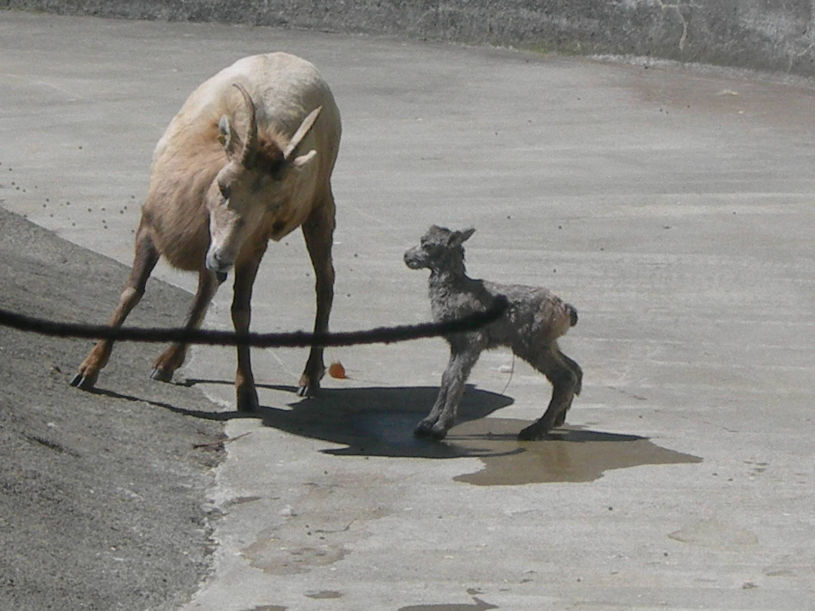Rocky Mountain Bighorn Sheep baby born 5/4/2013