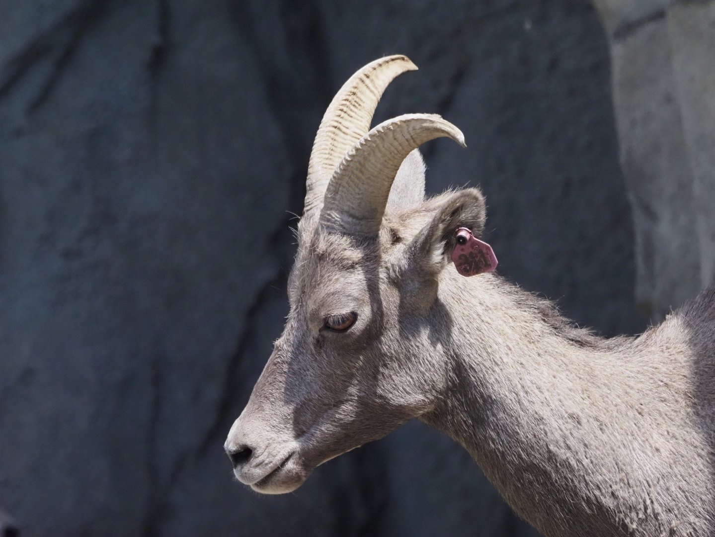 Rocky Mountain Bighorn Sheep Ewe