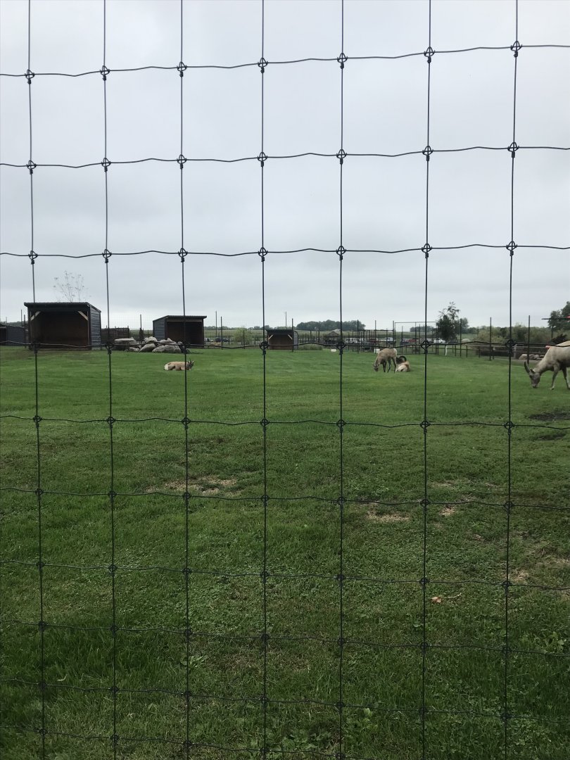 Rocky Mountain Bighorn Sheep Exhibit