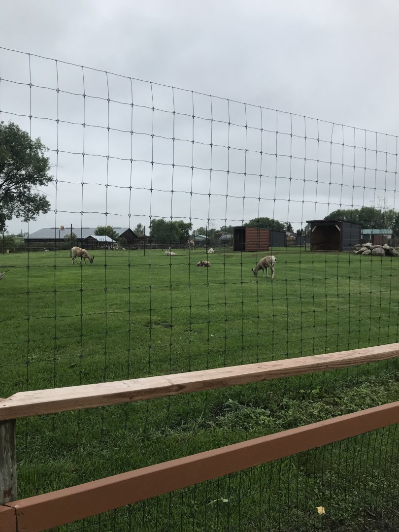 Rocky Mountain Bighorn Sheep Exhibit