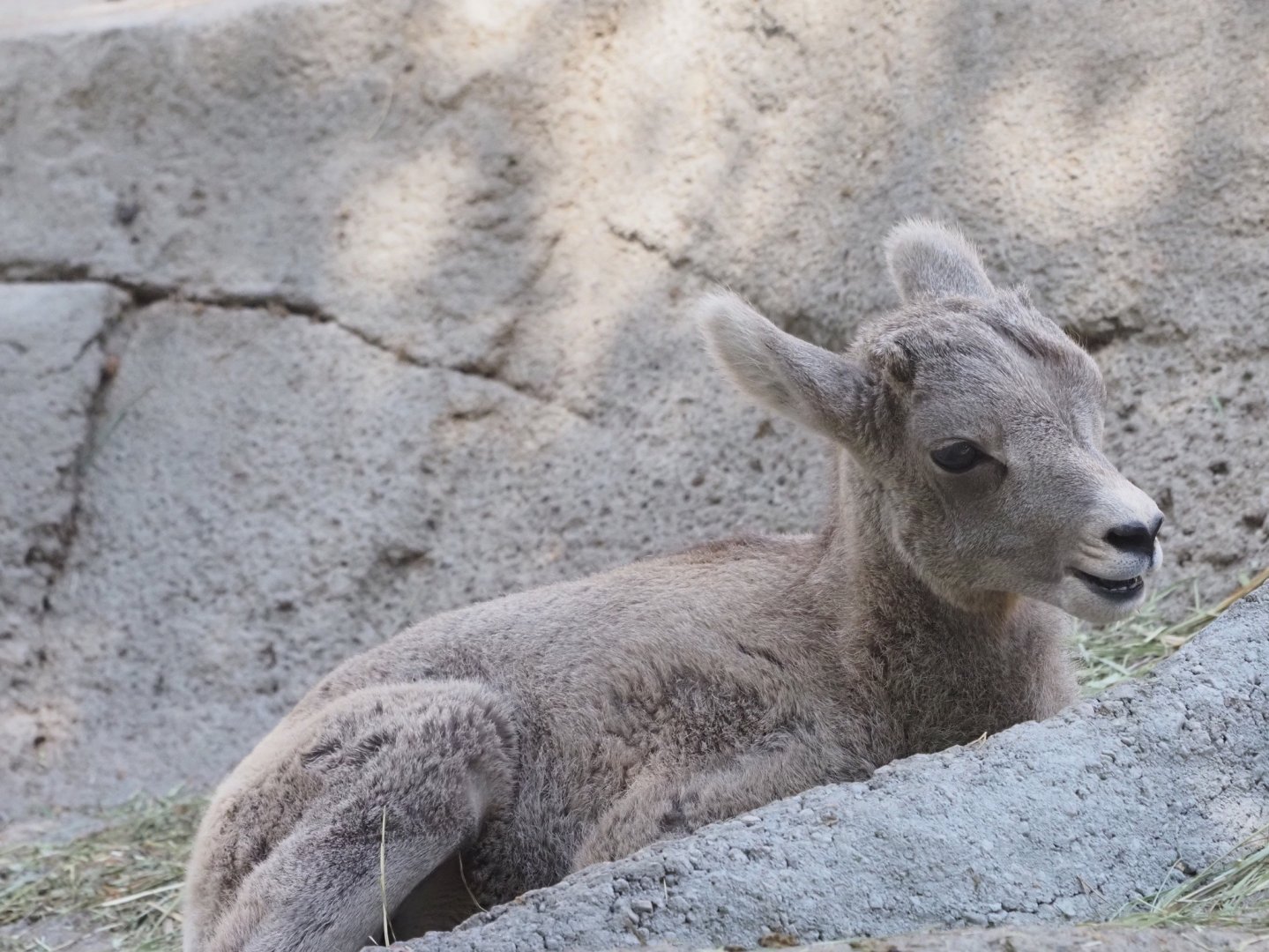 Rocky Mountain Bighorn Sheep Lamb 1