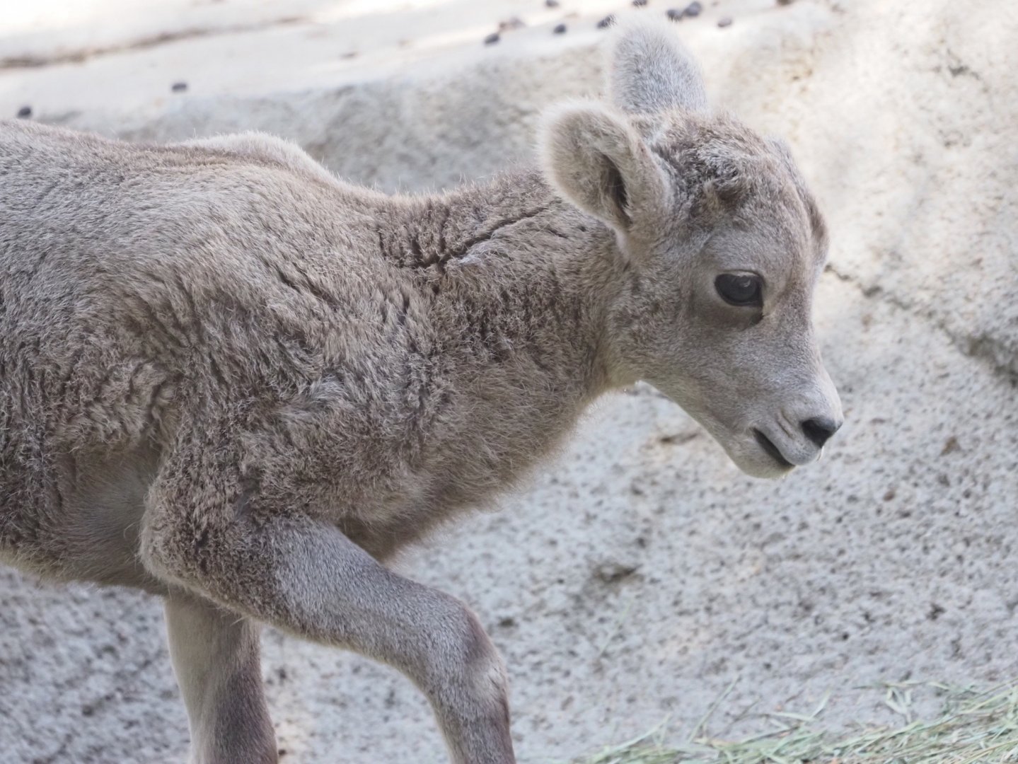 Rocky Mountain Bighorn Sheep Lamb 2