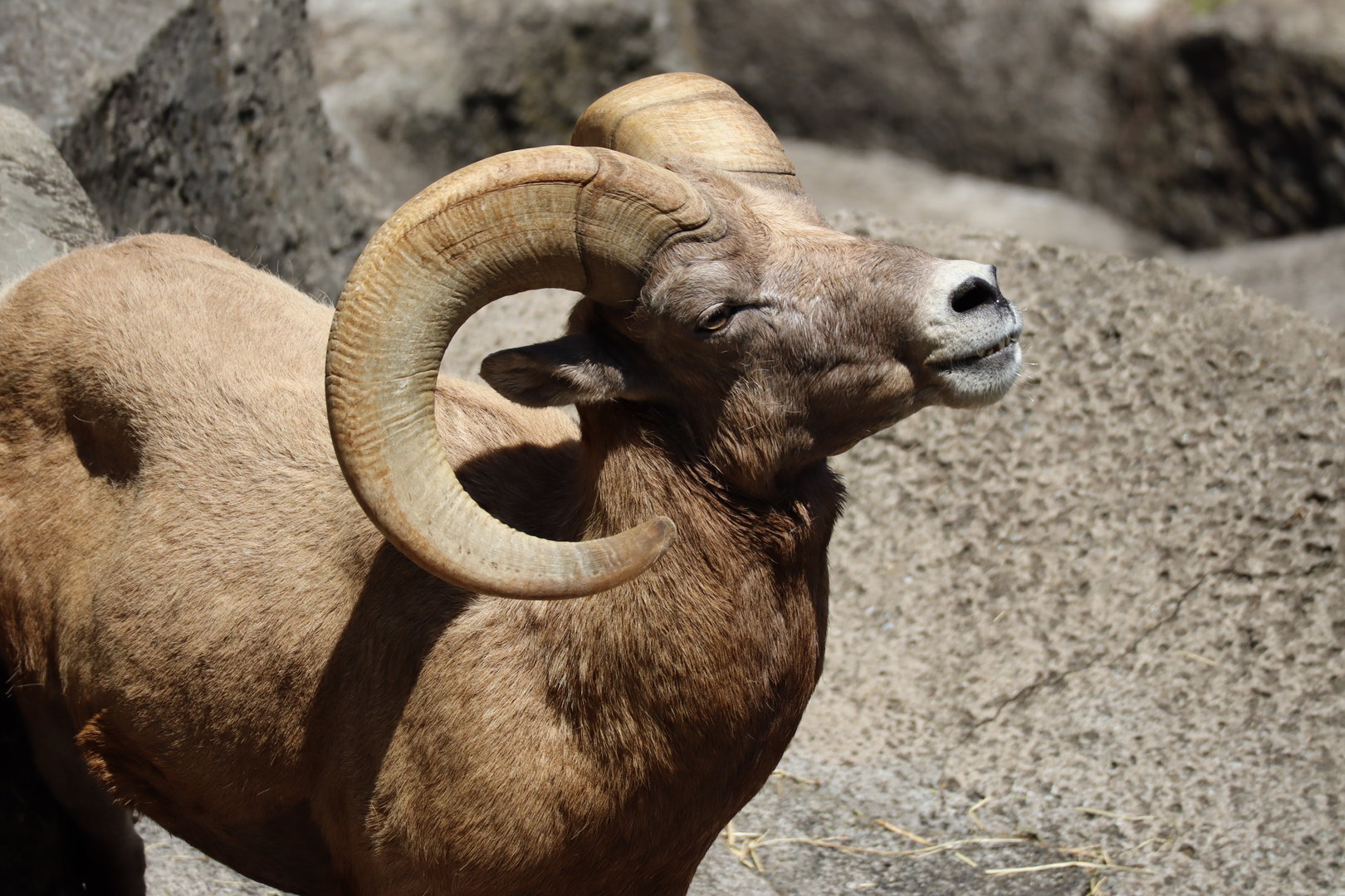 Rocky Mountain bighorn sheep (Ovis canadensis canadensis)