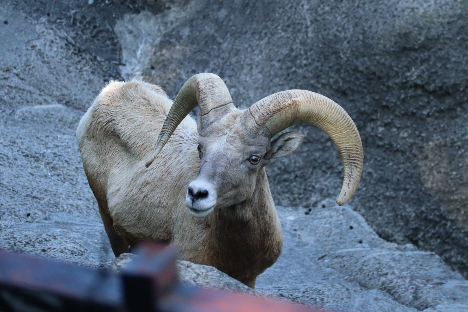Rocky Mountain bighorn sheep (Ovis canadensis canadensis)
