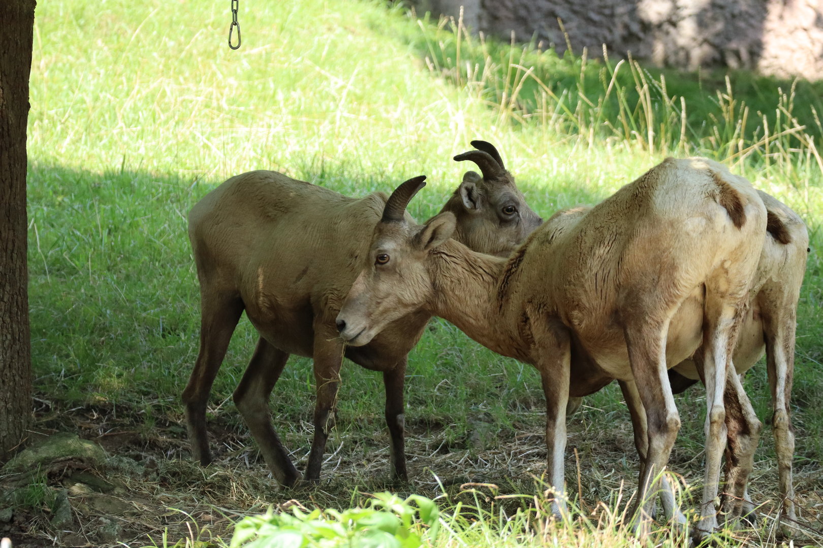 Rocky Mountain Bighorn Sheep (Ovis canadensis canadensis)