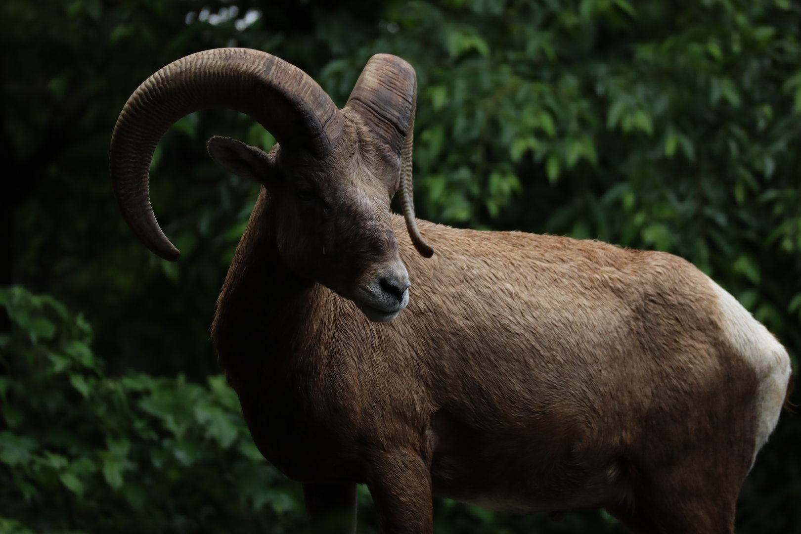 Rocky Mountain Bighorn Sheep (Ovis canadensis canadensis)
