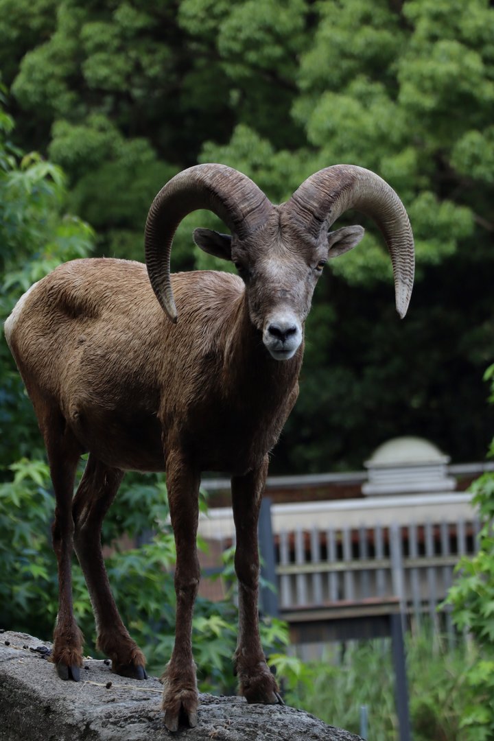 Rocky Mountain Bighorn Sheep (Ovis canadensis canadensis)