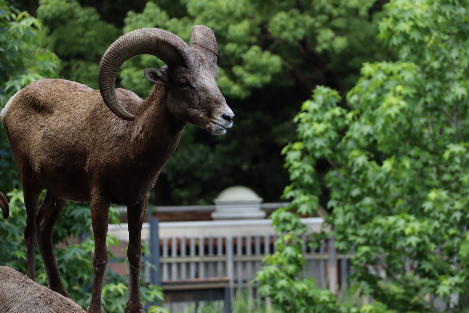 Rocky Mountain Bighorn Sheep (Ovis canadensis canadensis)
