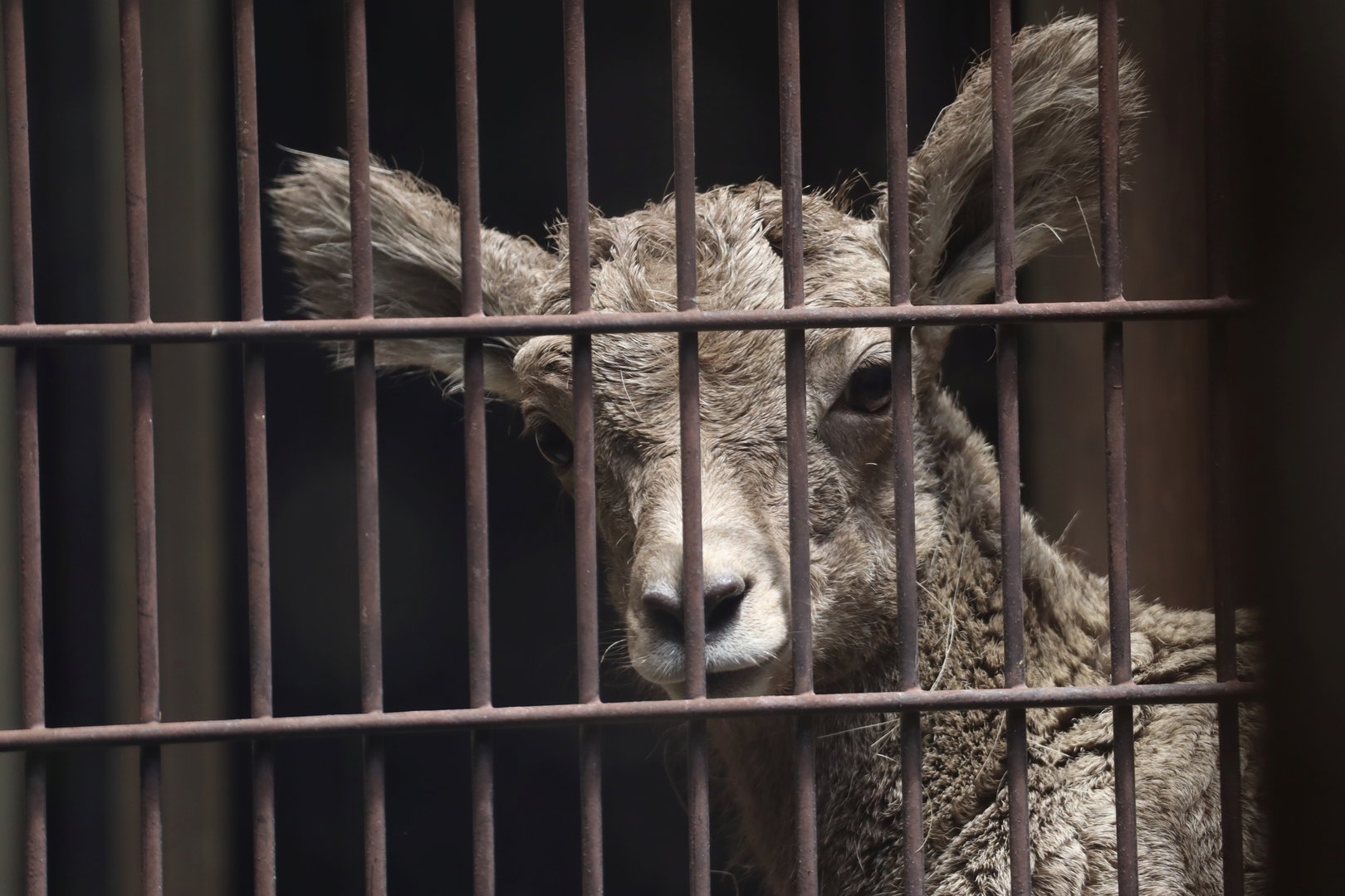 Rocky Mountain Bighorn Sheep (Ovis canadensis canadensis)