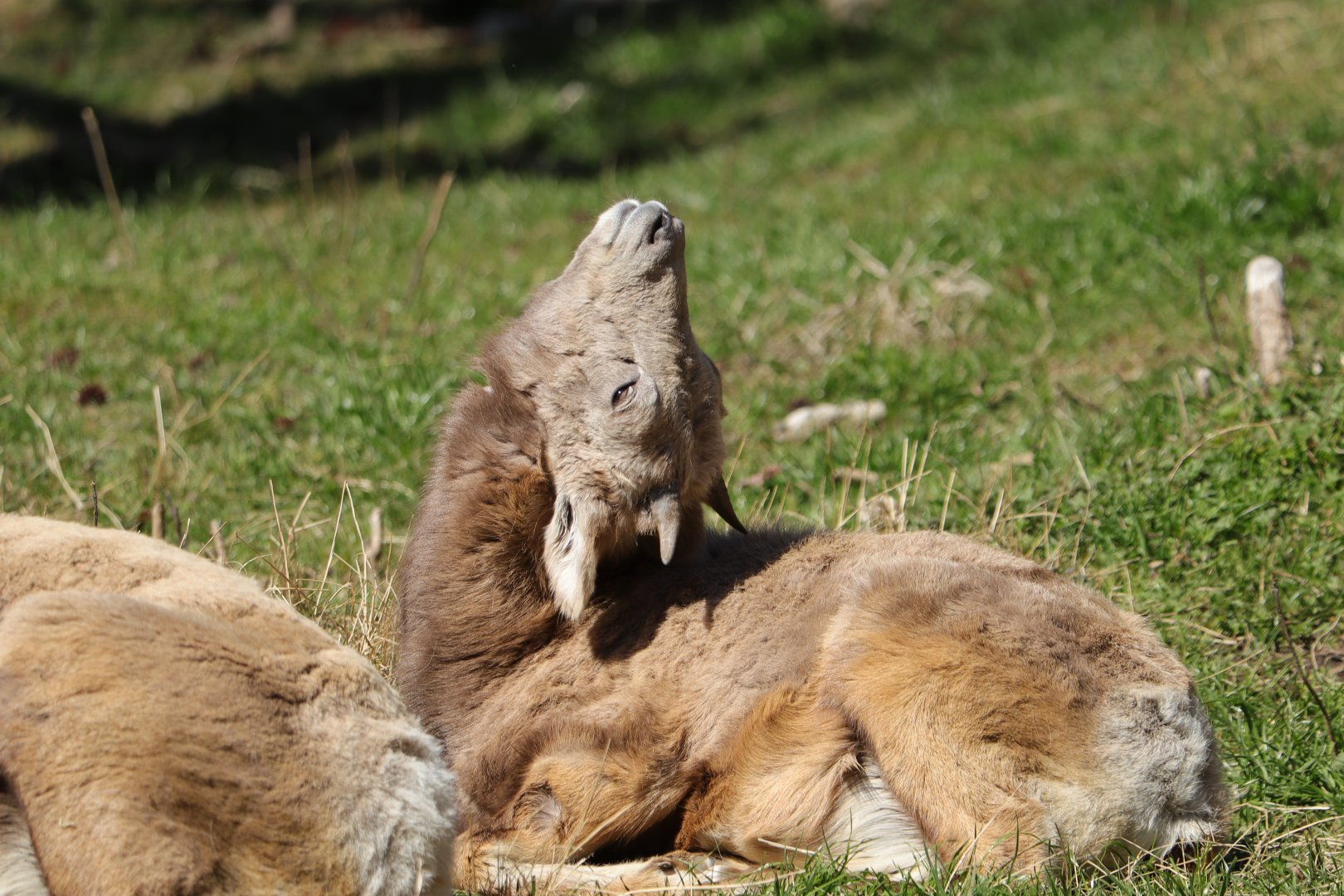 Rocky Mountain bighorn sheep (Ovis canadensis canadensis)