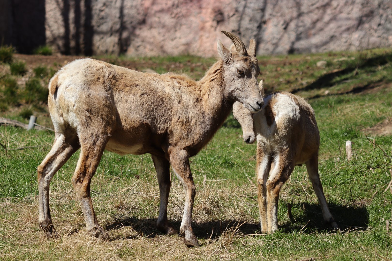Rocky Mountain bighorn sheep (Ovis canadensis canadensis)