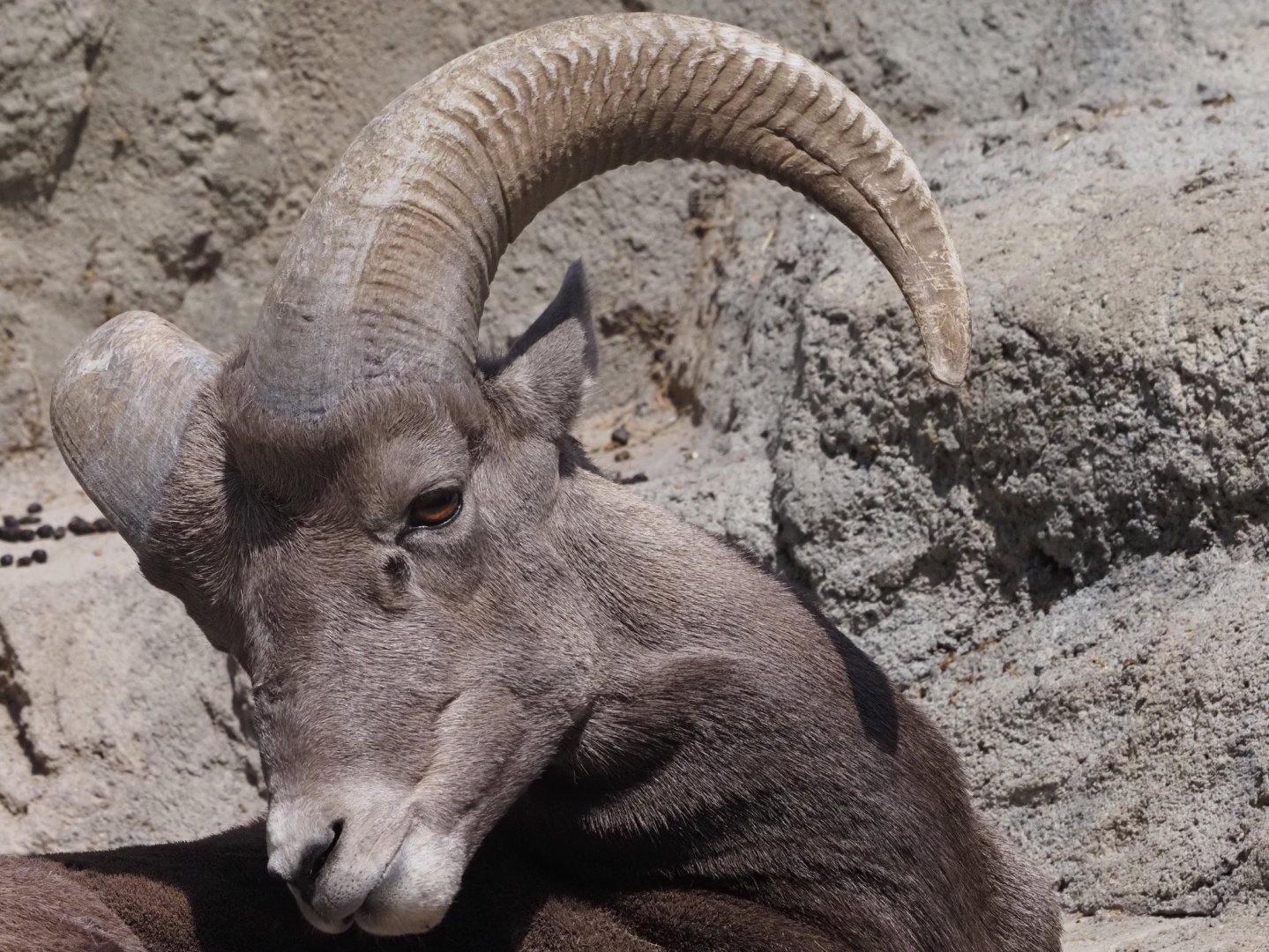 Rocky Mountain Bighorn Sheep Ram 1